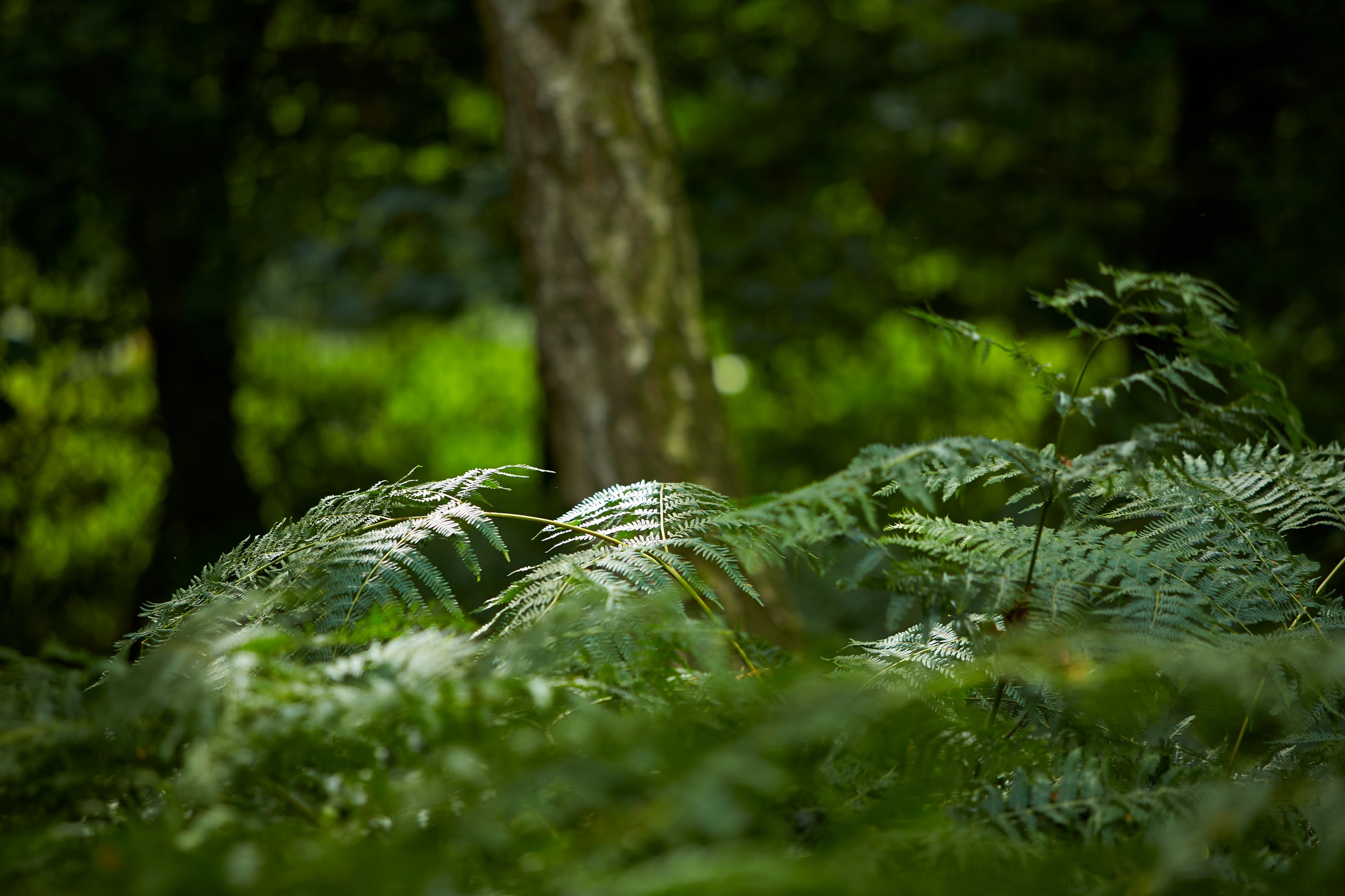 Close-up of ferns in a forest with a blurred background.