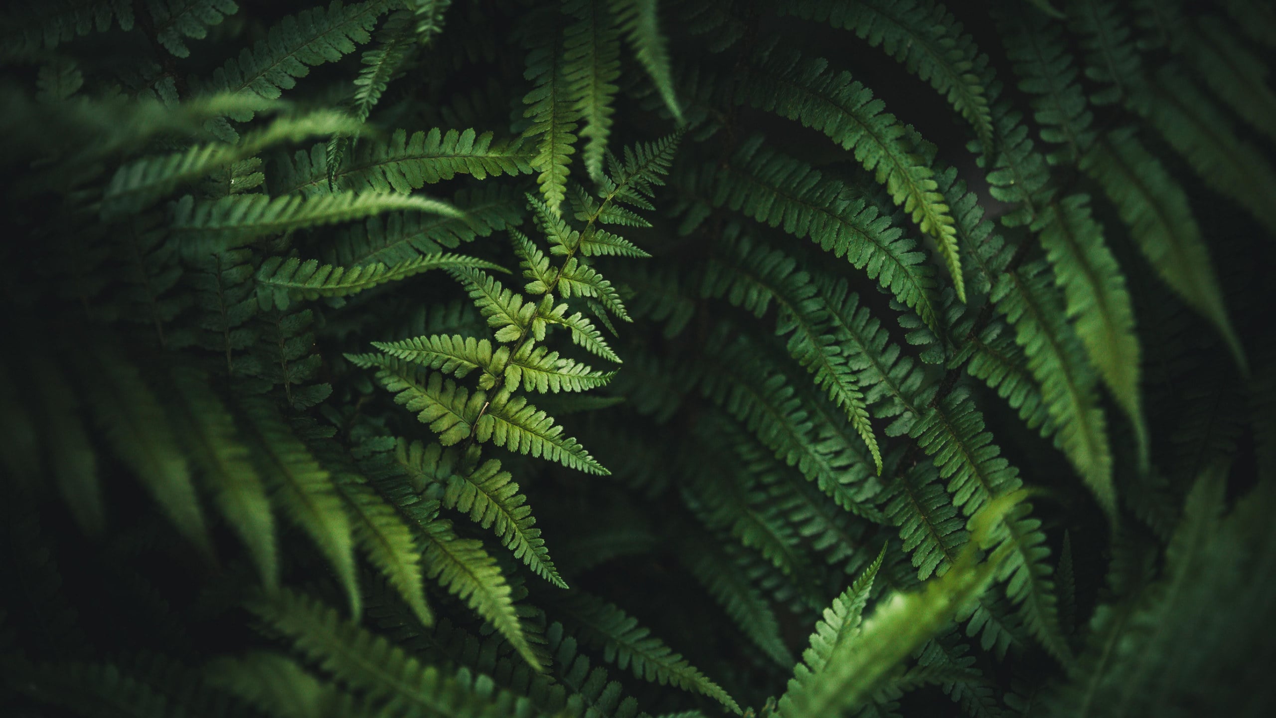 Close-up of green ferns, with a focus on the leaves.
