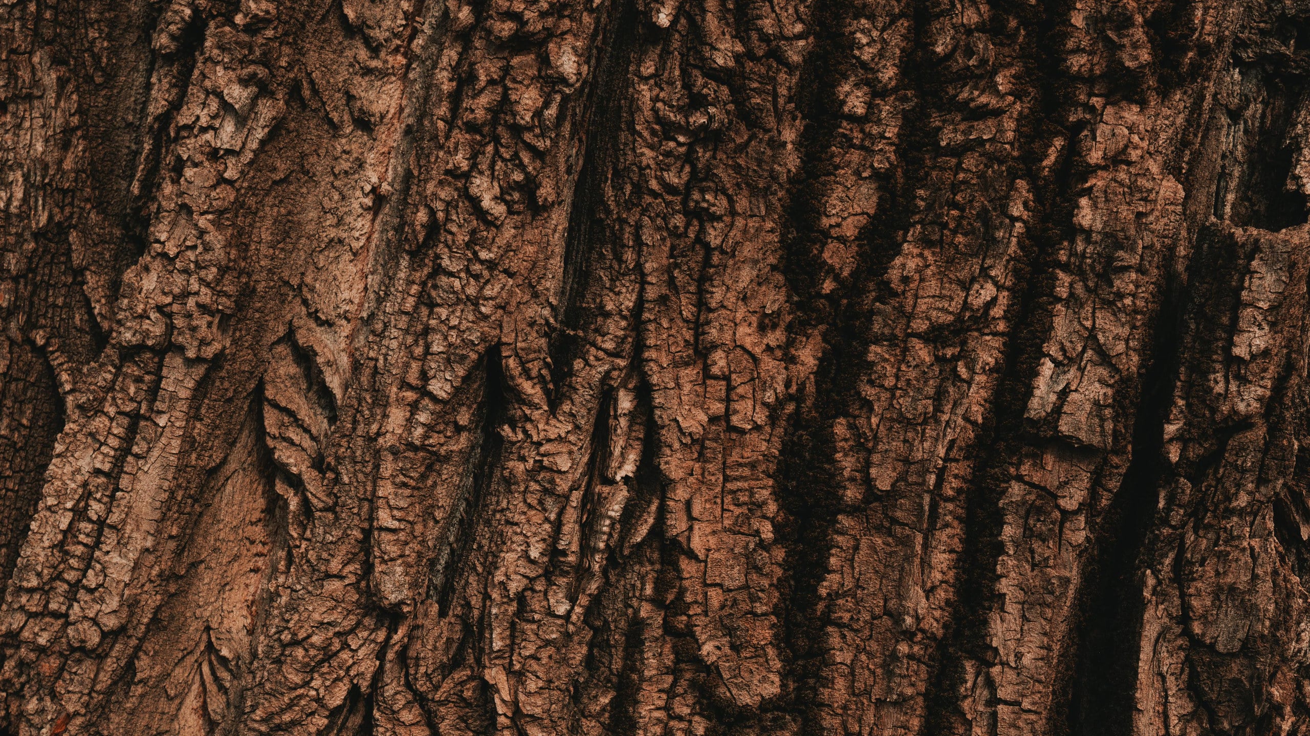 Close-up of rough, textured tree bark. Brown and dark brown colors.