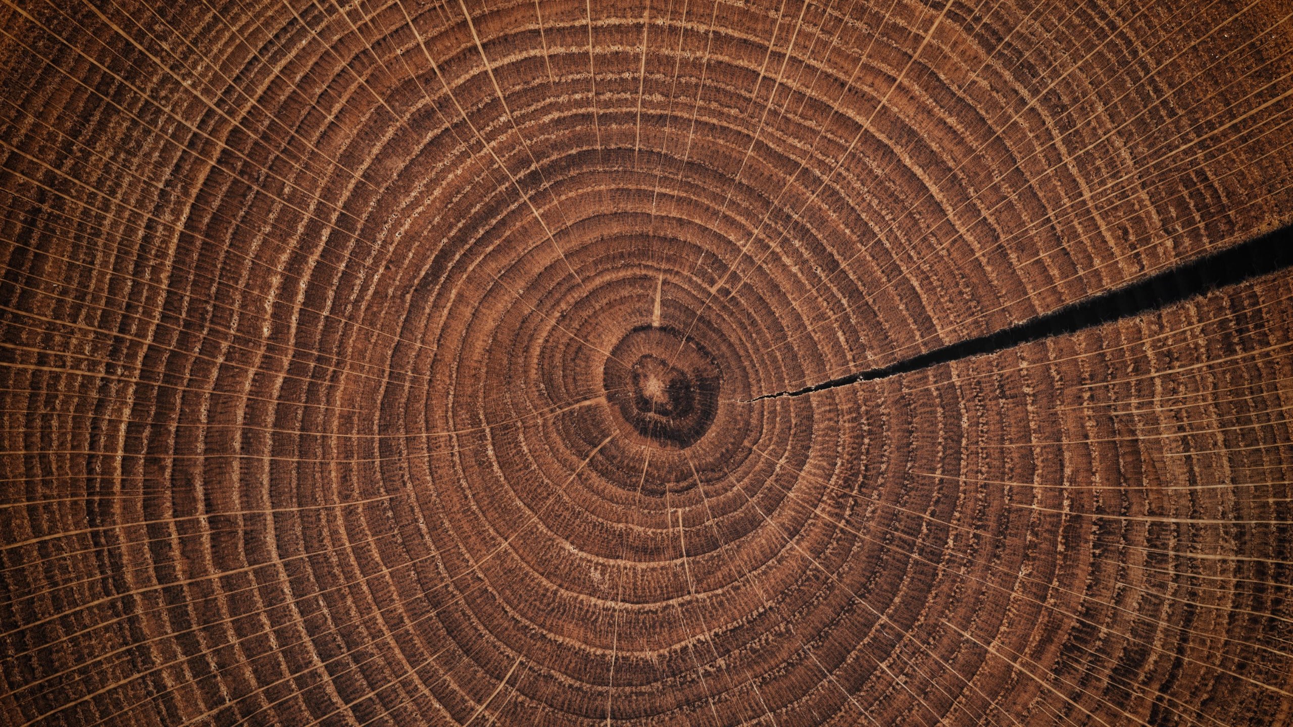 Close-up of a tree trunk's cross-section, showing growth rings and a crack.