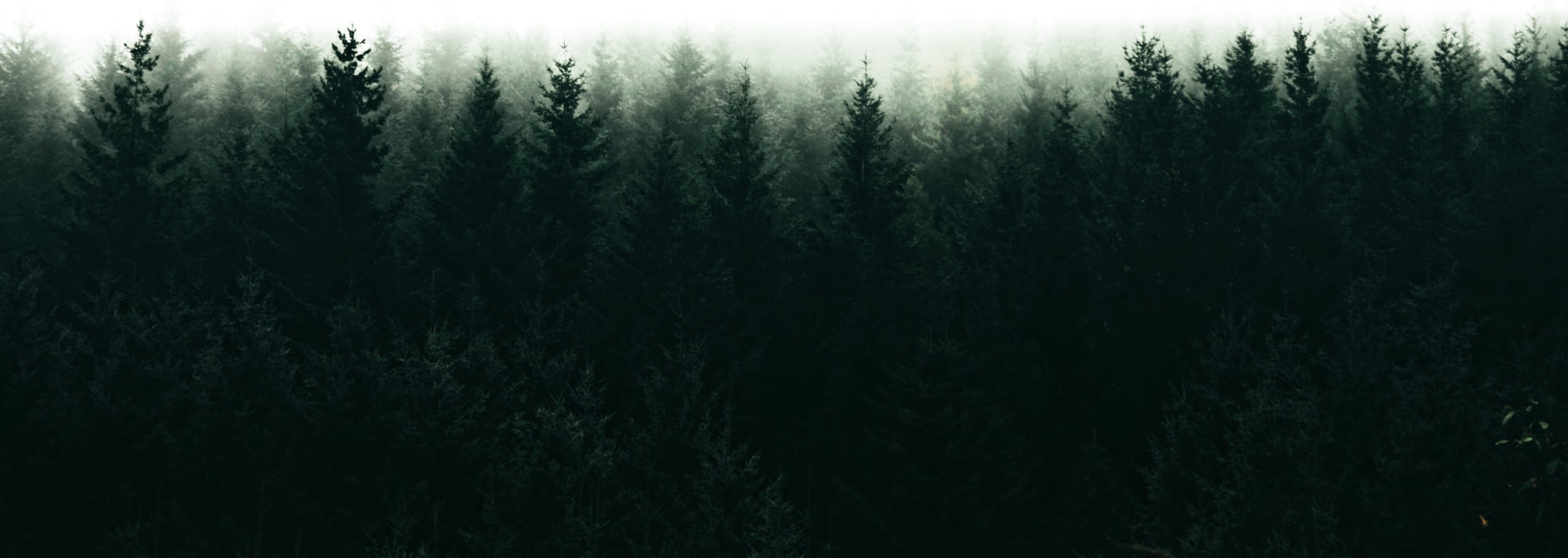 Dark forest with fog, trees in the mist.