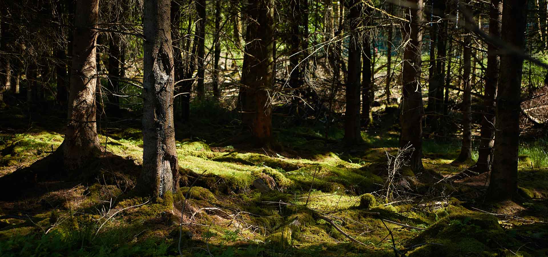 Sunlight on mossy forest floor with trees.