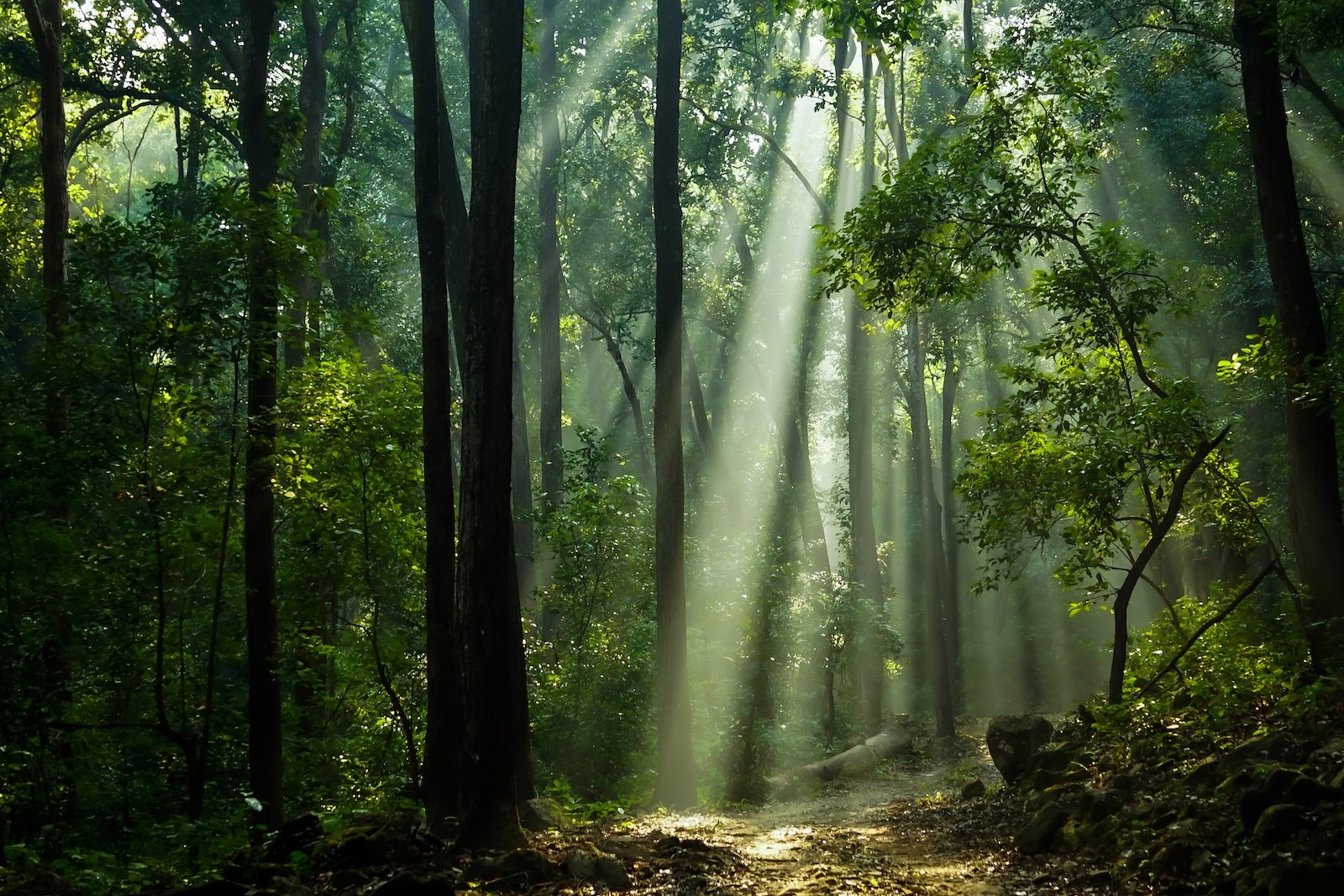 Sunlight streams through a forest, illuminating the path.