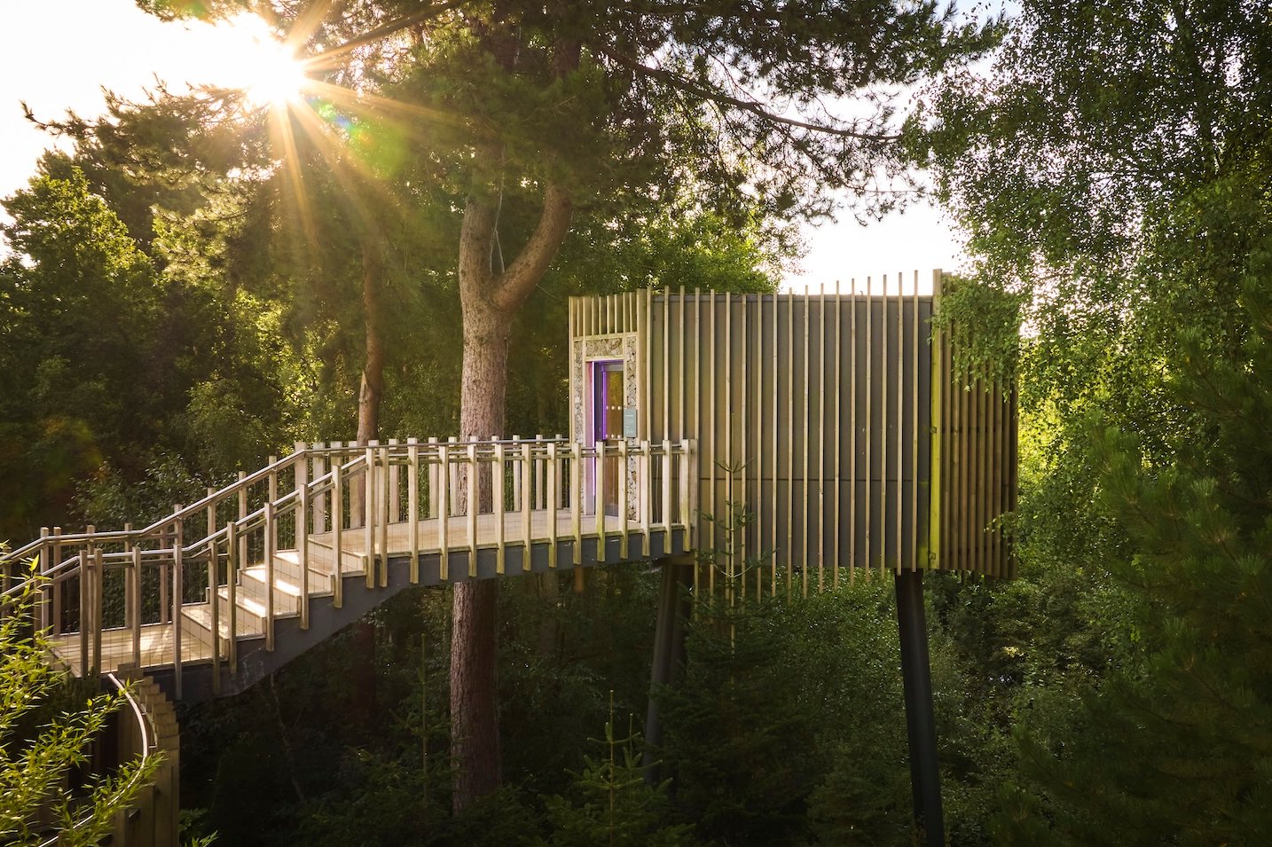 Modern treehouse with a wooden walkway and stairs surrounded by trees.