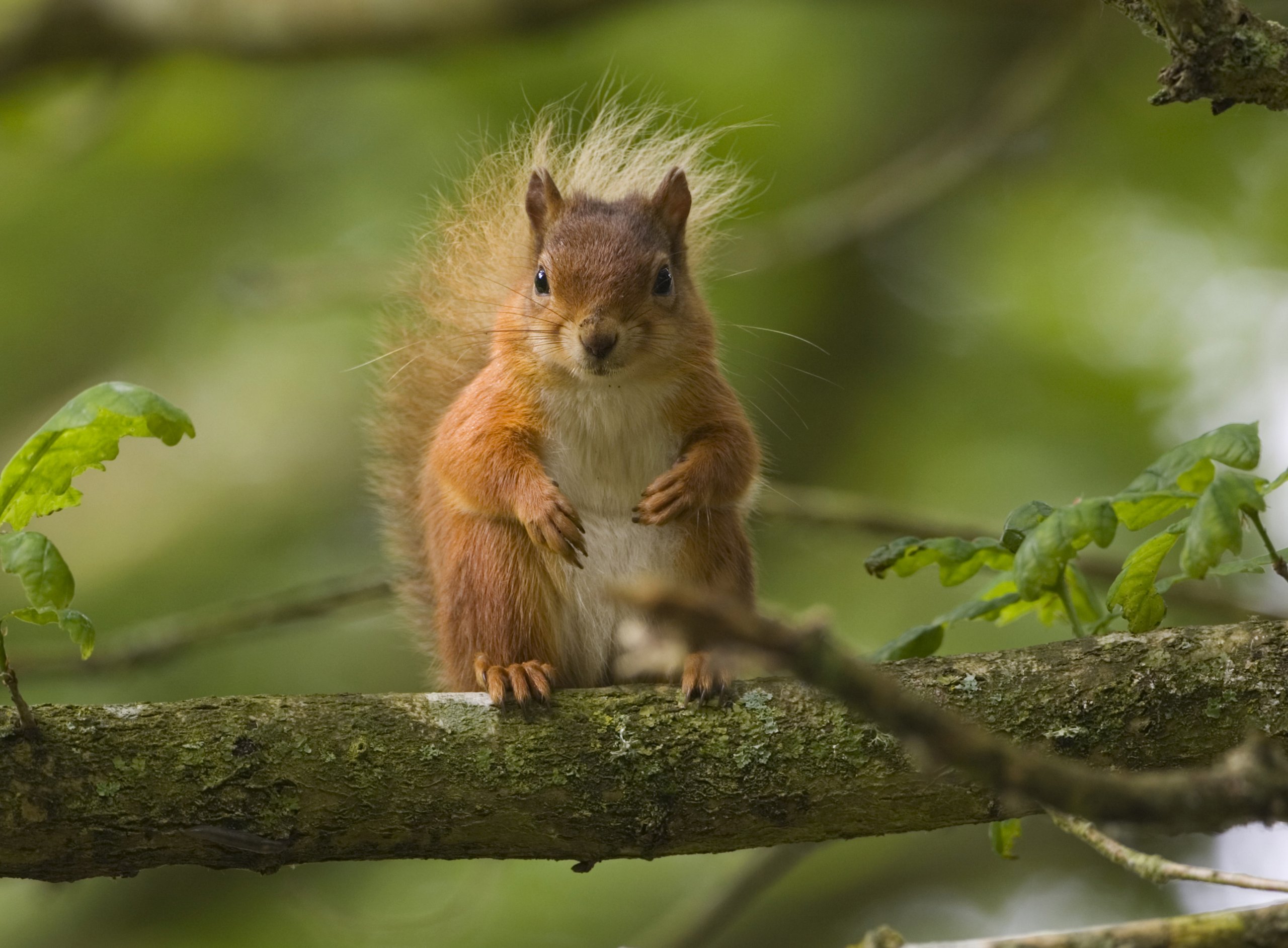 A fluffy red squirrel sitting on a mossy tree branch with a blurred green forest background.